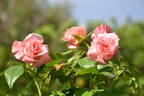 Liverpool Echo rose photo