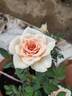 Jean Kenneally rose photo