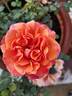 Denver's Dream™ rose photo