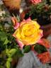 Rainbow's End ™ rose photo