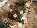 Rainbow's End ™ rose photo