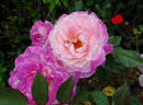 Abracadabra rose photo