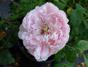 Admired Miranda ® rose photo
