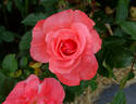 Anisley Dickson rose photo