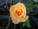 Apricot Silk rose photo