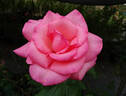 Aromatherapy ™ rose photo