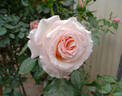 Barock ® rose photo