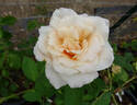 Belinda's Blush™ rose photo