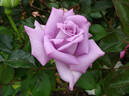 Blue Bird rose photo