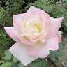 Marnie Louise rose photo