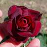 Amarena rose photo