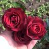 Amarena rose photo