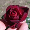 Amarena rose photo