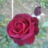 Amarena rose photo