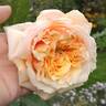 Feeling Good rose photo
