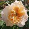 Feeling Good rose photo