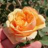 Feeling Good rose photo