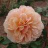 Feeling Good rose photo