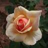 Feeling Good rose photo