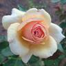 Feeling Good rose photo