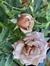Spiced Coffee rose photo