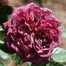 Avatar rose photo