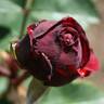 Avatar rose photo