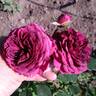 Avatar rose photo