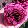 Avatar rose photo