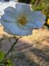 Bordure Blanche ® rose photo