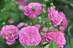 Allevia rose photo