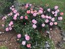 Peachy Keen rose photo