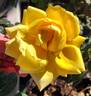 Golden Oldie rose photo