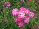 Benjamin Alexander rose photo