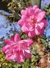 R. rouletii rose photo