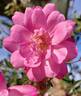 R. rouletii rose photo