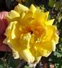 Golden Oldie rose photo