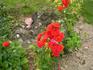 Allotria rose photo
