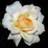 SunQueen rose photo