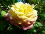 Grand'mère Jenny, Cl. rose photo