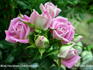 Miss Havisham rose photo