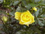 Baby Bio rose photo