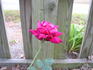 Belgica rose photo
