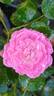 Double Star rose photo