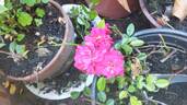 Double Star rose photo