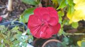 Galaxy rose photo