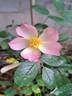 The Alexandra Rose ™ rose photo