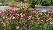 Carefree Wonder rose photo