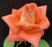 Boulie's Dream™ rose photo