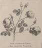 <i>Rosa X centifolia</i> var. <i>pomponia</i> 'De Meaux' rose photo